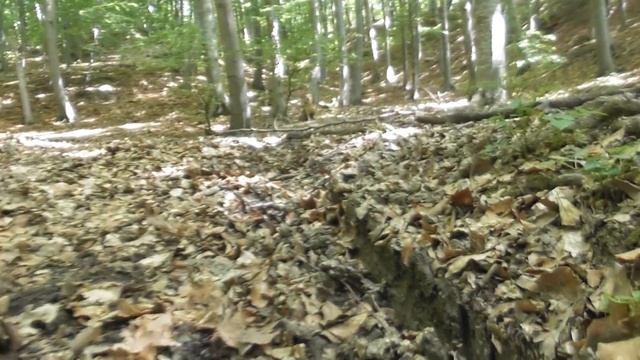 Hericium coralloides is a saprotrophic fungus, commonly known as the coral tooth fungus смотреть онлайн