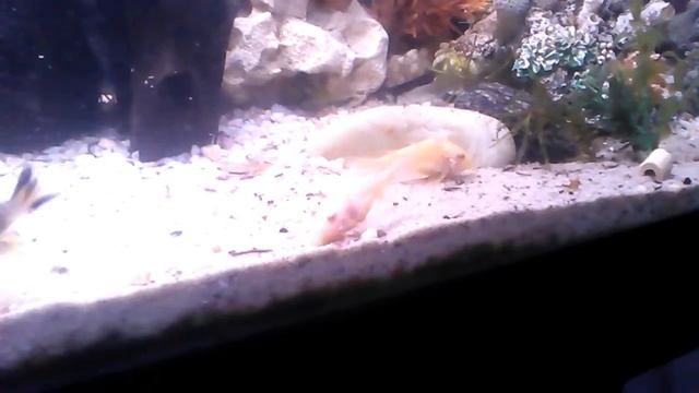 Corydoras albinos (déjà adopté) kirysek albinos смотреть онлайн