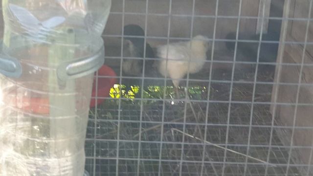 Сравнение цыплят в 22 дня- одни с 14 дня на выгуле , другие только с брудера