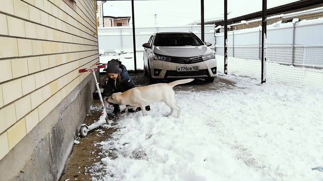 ИДЁТ на ТАРАН или Как Весело Повести ВЕСЬ День с Собакой - Челлендж