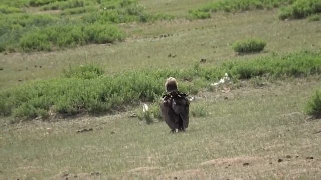 Черный гриф   Aegypius Monachus ГОЛОС