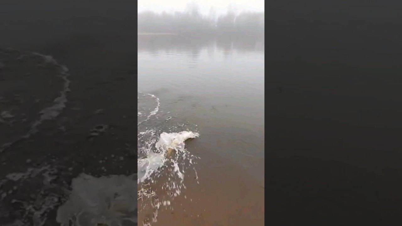 Щука в тумане. Полное видео на канале смотреть онлайн
