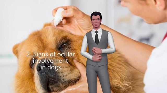 How To Clean a Dog's Eyes? Answer смотреть онлайн