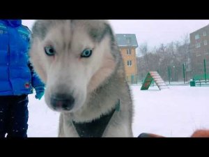 К ТАКОМУ МЕНЯ ЖИЗНЬ НЕ ГОТОВИЛА! (Хаски Бандит) Говорящая собака