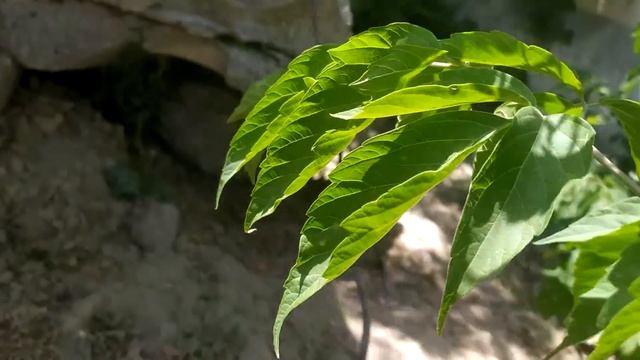 ГОРА ПРОВОДОВ! ДОБЫВАЮ МЕДЬ! ПОИСК МЕТАЛЛОЛОМА! АЛЮМИНИЙ смотреть онлайн