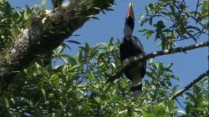 Малайский калао - птица   является символом непорочности и чистоты.