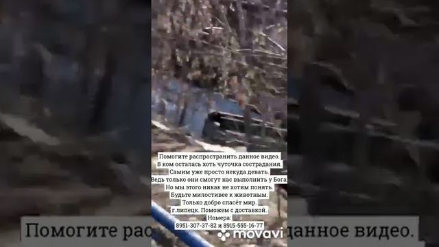 Не оставайтесь равнодушными. Помогите собачкам найти свой дом. смотреть онлайн
