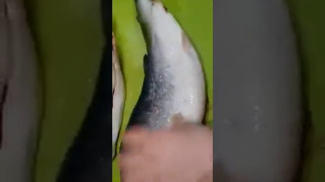 Выбрать горбушу с икрой смотреть онлайн