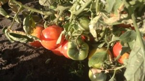 Томаты сорта Демидов