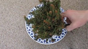 Трава багульник - какая она, где покупаю и для чего использую