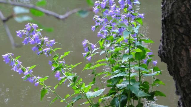 Amsterdam Vondelpark and Botanical Gardens смотреть онлайн