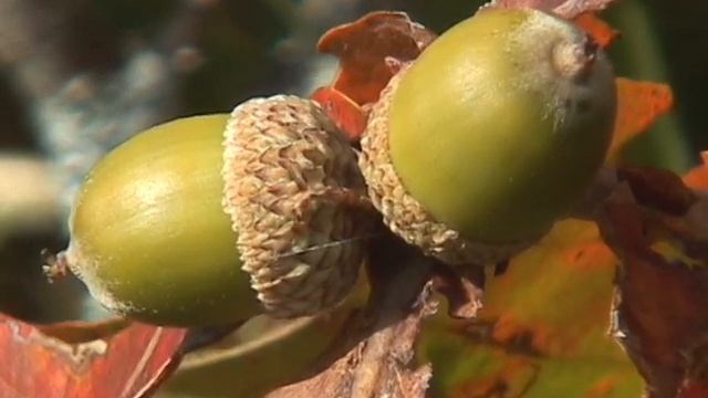 дубы красные и жёлуди остров Кунашир смотреть онлайн