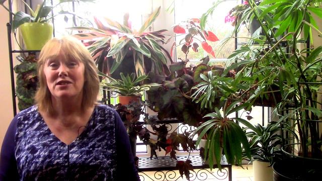 How to Identify a Begonia || What Begonia Do I Have? смотреть онлайн