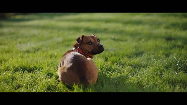 Far Cry 5 - Play it like Boomer Trailer [PS4, deutsch] смотреть онлайн