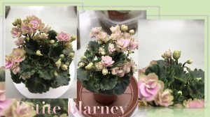Знакомьтесь: сортовая фиалка Petite Blarney. Обзор сорта и личные впечатления.