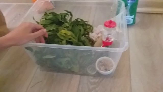 Домик для грызунов своими руками смотреть онлайн