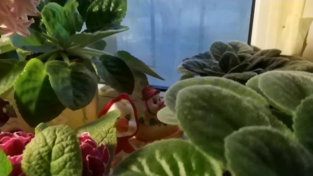 Фиалки на моем окне смотреть онлайн