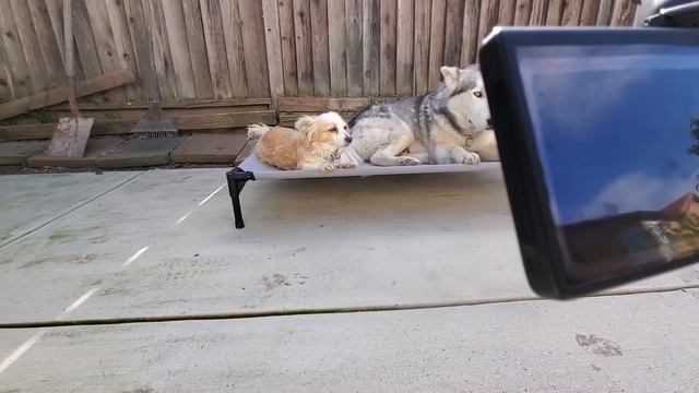 Becoming A Professional DOG PHOTOGRAPHER! (Huskies First Photoshoot) смотреть онлайн