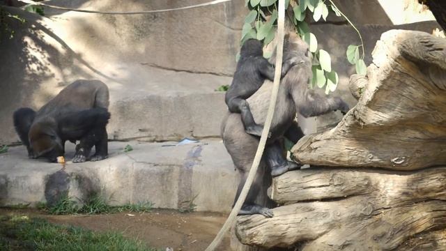Frank the Gorilla Hits Double Digits! смотреть онлайн