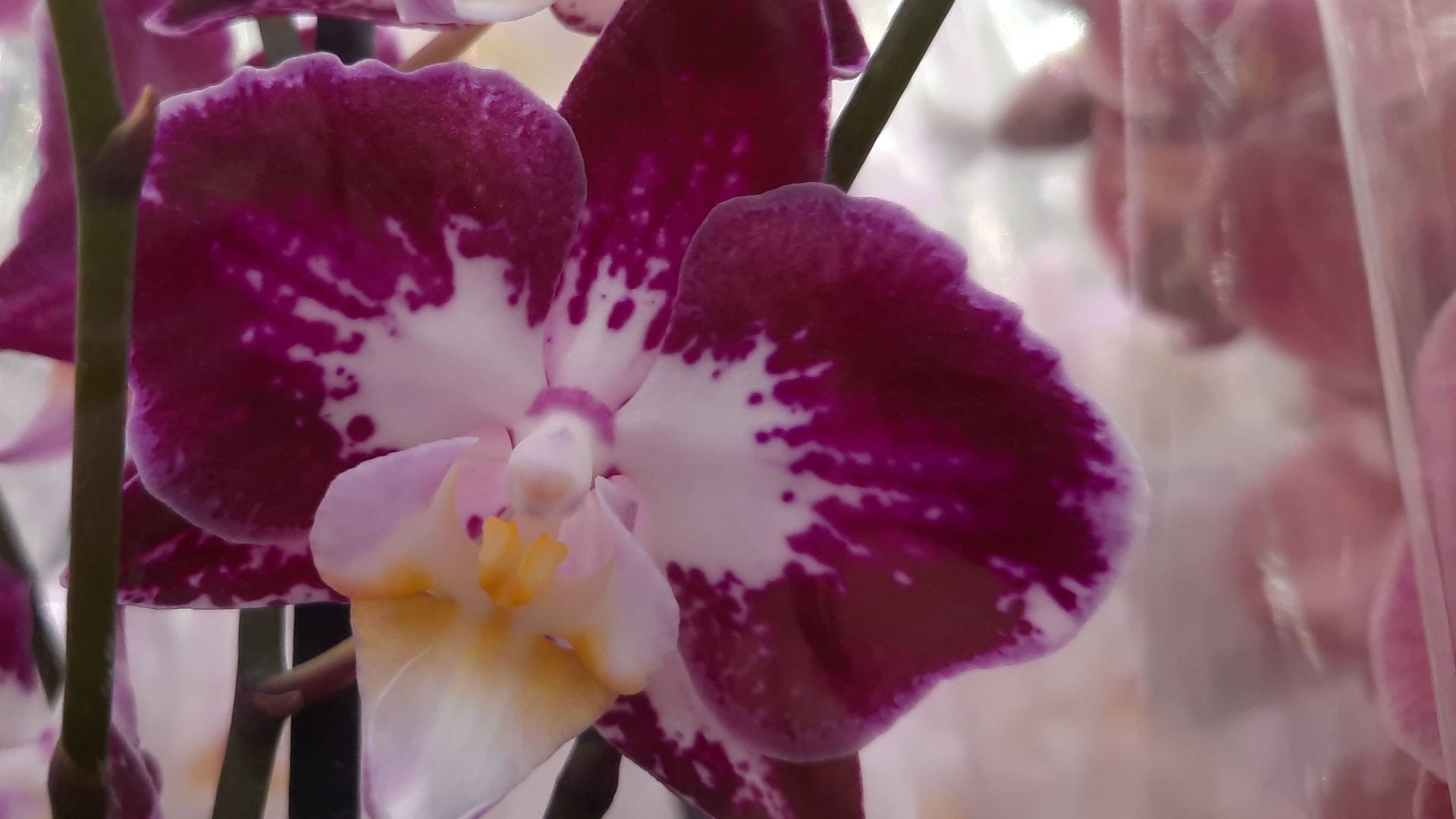 ОБЗОР ОРХИДЕЙ.//ЛЕРУА И РОСТОК //17. 07. 24// смотреть онлайн