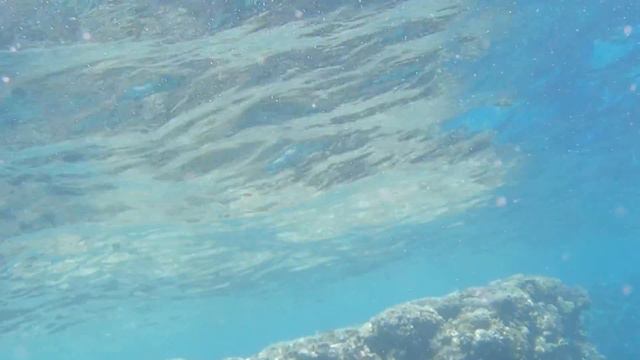 Дайвинг любительский / Обучение смотреть онлайн