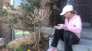 # 96 USA  Обрезка калины в штамбовое деревце.