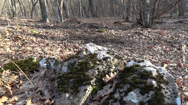 Подснежники в Крымском лесу. Скоро весна... смотреть онлайн