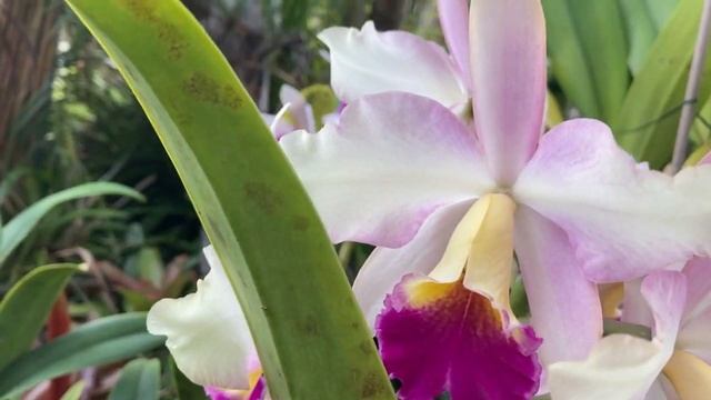 C. bowringiana, Den. anosmum. Малиновый Аромат. Дендробиумы с одинаковым уходом. Златоглазка смотреть онлайн