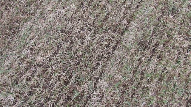 Уход за газоном весной. Скарификация (прочесывание) газона весной | Про Сад с Любовью смотреть онлайн