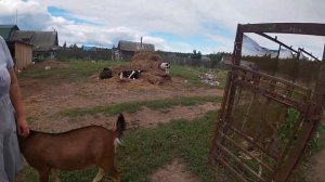 КАК ЖИВЕМ В ДЕРЕВНЕ, СЕЛЬСКОЕ ХОЗЯЙСТВО, ОБЗОР МОЛОДОЙ ФЕРМЫ 2023