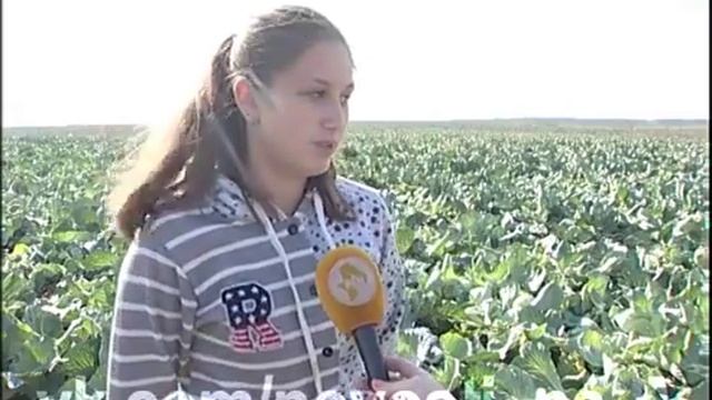 Традиции комсомольцев в современном вузе. Сбор капусты НИСПТР. (29.09.2015) смотреть онлайн