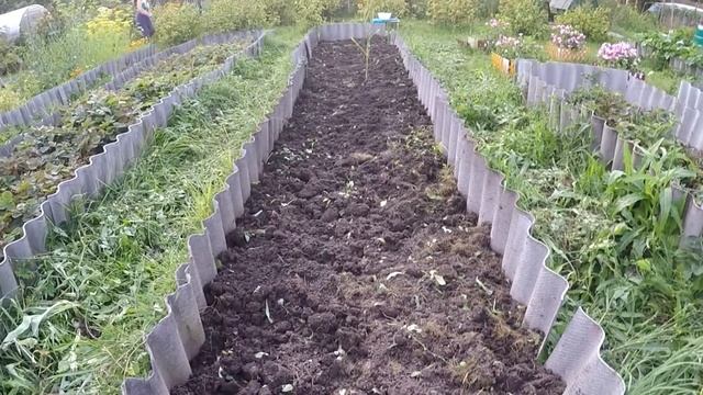 ? Уборка чеснока в июле / Основные моменты ✔️ смотреть онлайн