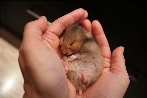 КАК ВЫТАЩИТЬ ХОМЯКА ИЗ КЛЕТКИ ЧТОБЫ НЕ УКУСИЛ смотреть онлайн