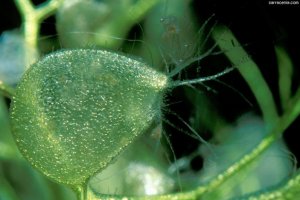 Пузырчатки (Utrivularia) — плотоядные растения семейства пузырчатковых (Lentibulariaceae)