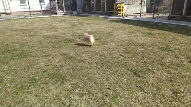 Мальчишка малый шпиц смотреть онлайн