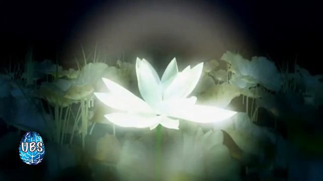 VOICE OF LOTUS FLOWER - QUOTE LIFE - Universal Broadcast System...prod. jaydye x willow (UBS) смотреть онлайн