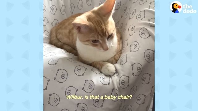 Cat Obsessed With Baby Brother Thinks He’s Also A Baby | The Dodo Cat Crazy смотреть онлайн