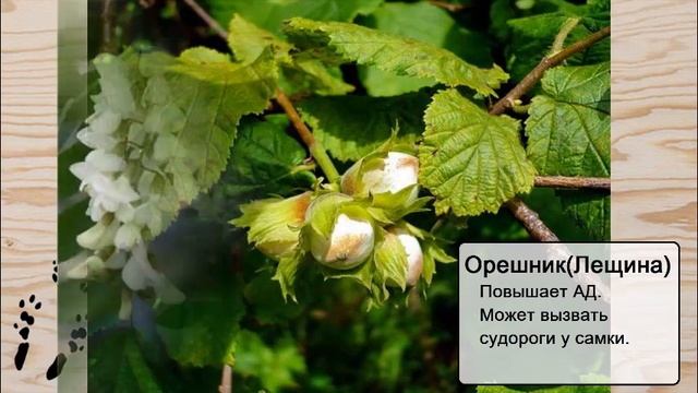 Растения, которые ПРОТИВОПОКАЗАНЫ БЕРЕМЕННЫМ самкам ШИНШИЛЛ! смотреть онлайн