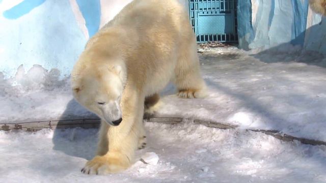 Ухаживания Кая 21.03.17 Новосибирский зоопарк смотреть онлайн