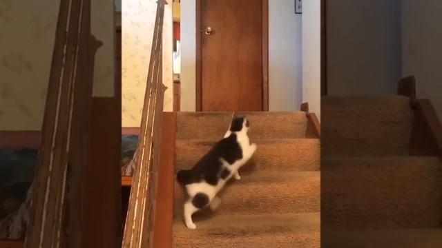 Собаке не стоило связываться с котом смотреть онлайн