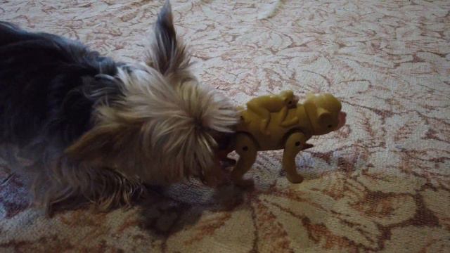 Dogs and children's toys/Yansen and Bani смотреть онлайн