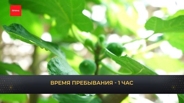 Локация №10: оранжерея УЗС смотреть онлайн