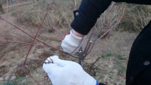 Обрезка  ивы на штамбе Hakuro Nishiki весной