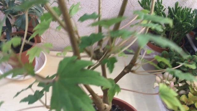 Каудексные бегонии. Бегония Дрега.