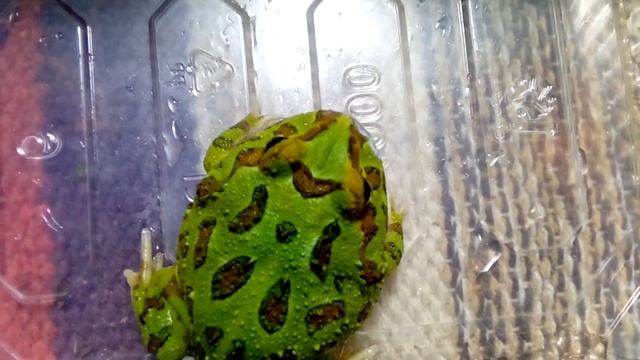 Кормим зеленую малышка чакской рогатки) как и чем кормить маленькую лягушку рогаточку ) смотреть онлайн
