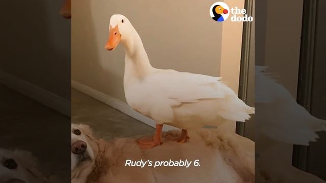 Dog Is Completely Obsessed With His Duck Brother | The Dodo Odd Couples смотреть онлайн