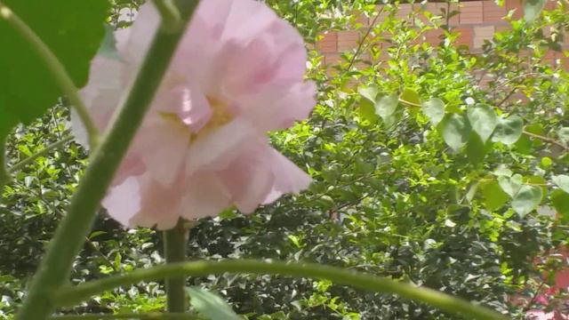 Vamos vê a mutação da cor da rosa louca(mudando da cor branca,para rosa claro) 1 🌸🌺 смотреть онлайн