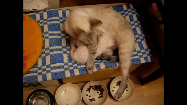 Двойное удовольствие для котёнка: его и кормят и вылизывают! Тайские кошки - это чудо! Funny Cats