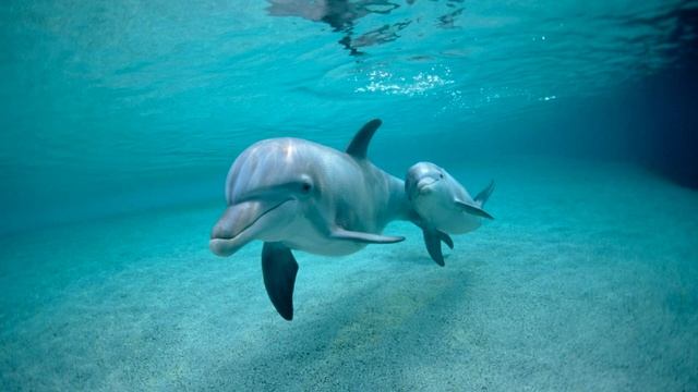 ASMR Dolphins - Nature 3D / Звуки Природы - Дельфины Relaxing Music смотреть онлайн