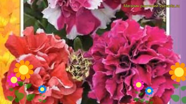 Петуния гибридная F1 восхитительная смесь окрасок. Краткий обзор смотреть онлайн